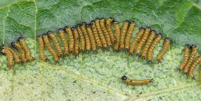 Buff-tip caterpillars (Phalera bucephala) feeding in a group