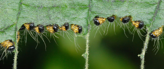 Buff-tip caterpillars (Phalera bucephala) feeding in a group
