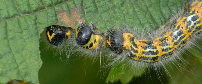 Buff-tip caterpillars (Phalera bucephala) feeding together