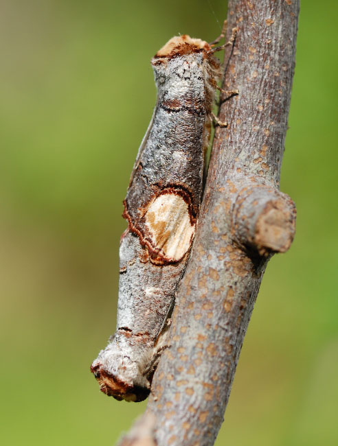 Buff-tip moths mating (Phalera bucephala) in Gorseinon, south Wales