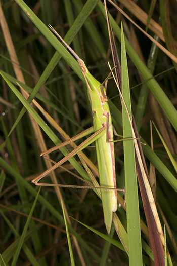 Camouflaged grasshopper (Orthoptera sp.)
