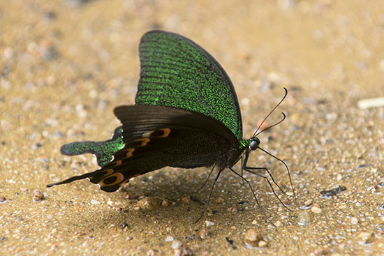 Chinese Peacock Butterfly (Papilio bianor)
