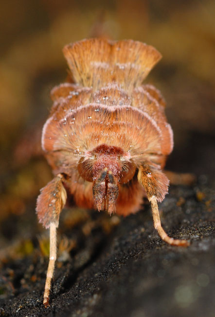 Golden Y moth face (Autographa pulchrina)