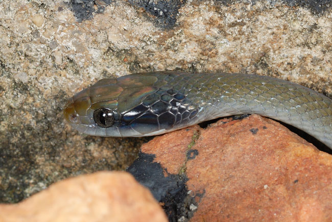 Herald Snake (Crotaphopeltis hotamboeia)in Lake Mburo National Park
