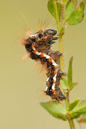 Knot Grass caterpillar (Acronicta rumicis) Knot Grass (Acronicta rumicis) at Parc Slip Nature Reserve