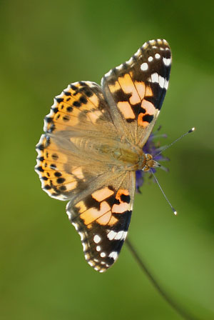 Painted Lady (Vanessa cardui) at Parc Slip Nature Reserve