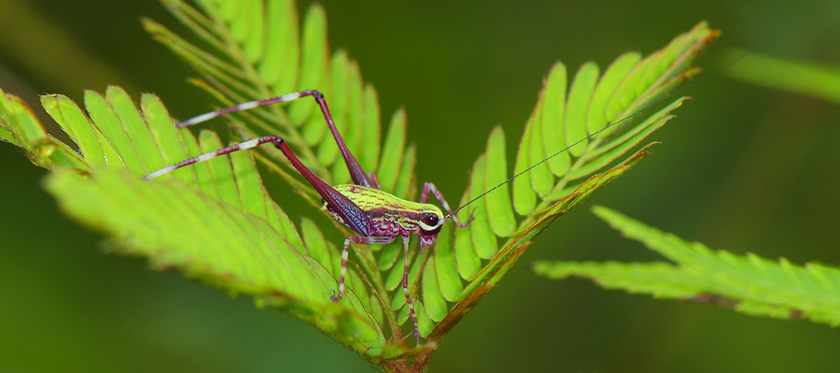 Western Long-beaked Echidna (Zaglossus bruijnii) in the forest of Papua