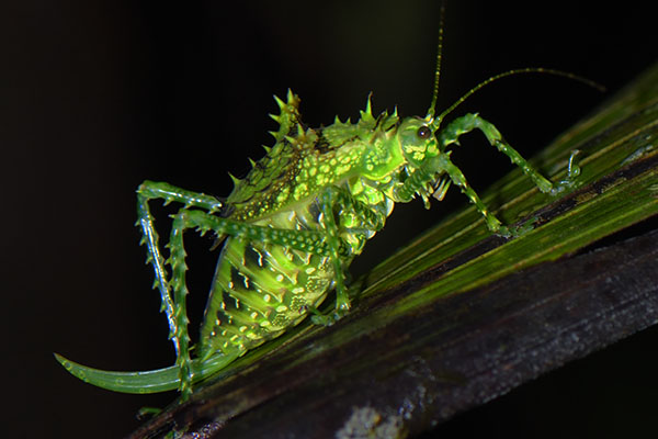 Photo of a Spiny Bush Cricket (Tettigoniidae sp.) in New Guinea Spiny Bush Cricket (Tettigoniidae sp.) in the forest of Papua