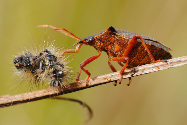 Spiked Shieldbug (Picromerus bidens) feeding Spiked Shieldbug (Picromerus bidens) eating a caterpillar