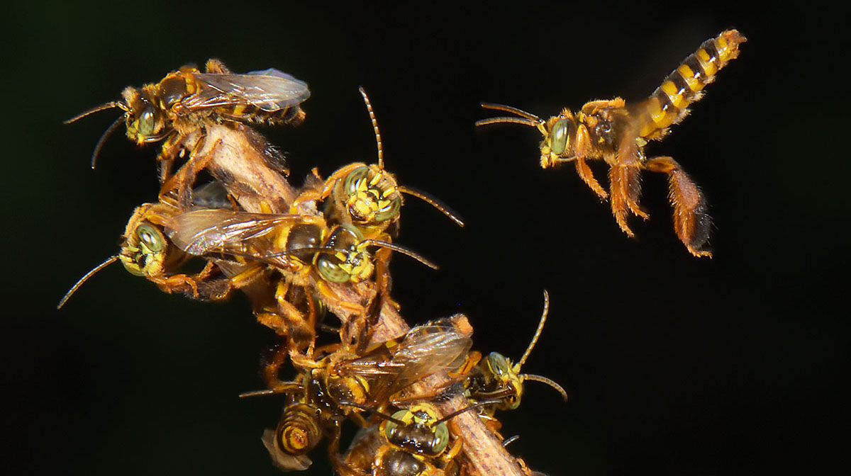 Photo of Social Wasps (Vespidae sp) in the amazon Social Wasps (Vespidae sp) swarming