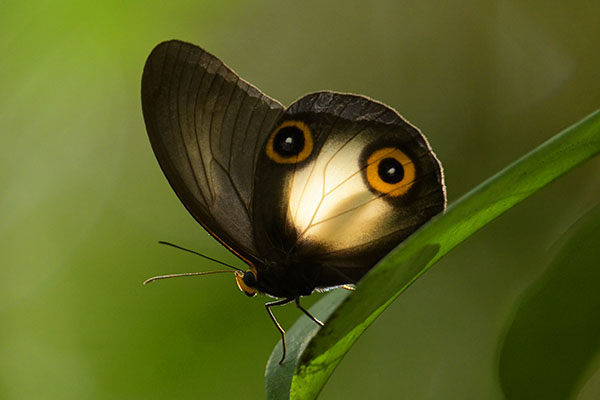 Dioptrica Owl Butterfly (Taenaris dioptrica) in the forest of Papua
