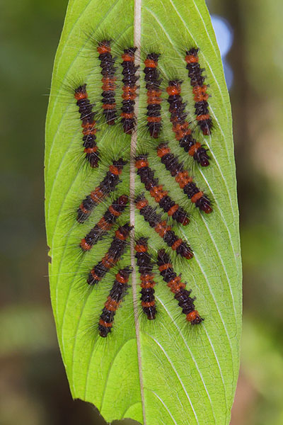 Communal caterpillars in a Tobago woodland