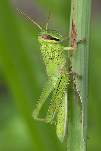 Grasshopper Nymph (Orthoptera sp.)
