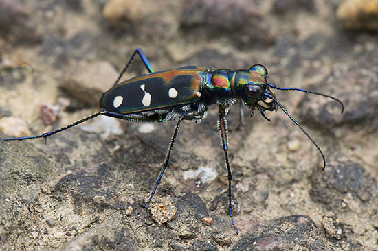 Tiger Beetle (Cicindelinidae sp.)