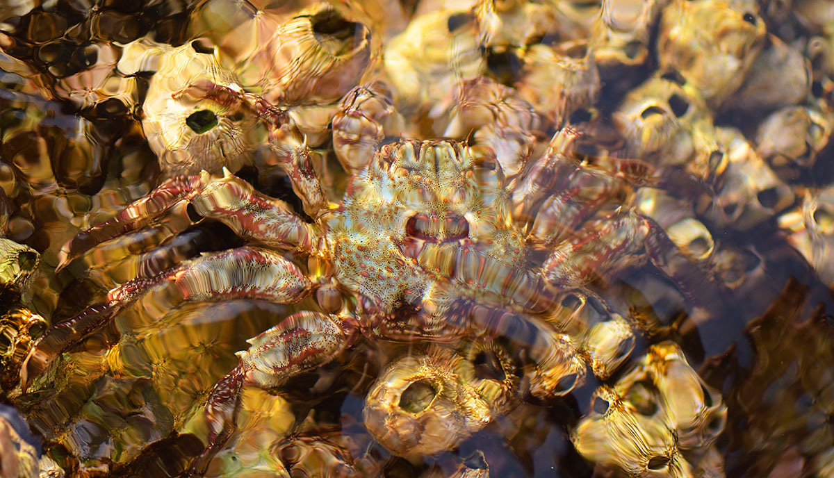 Shore Crab on the Red Sea coast