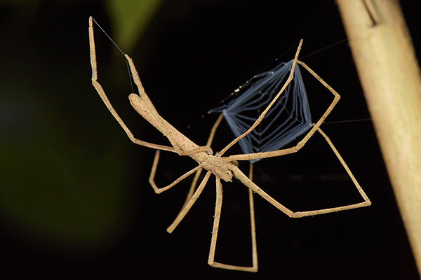 Net-casting Spider (Deinopidae sp.) with its net