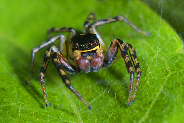 Papuan jumping spider (Salticidae sp.) in the forest of Papua