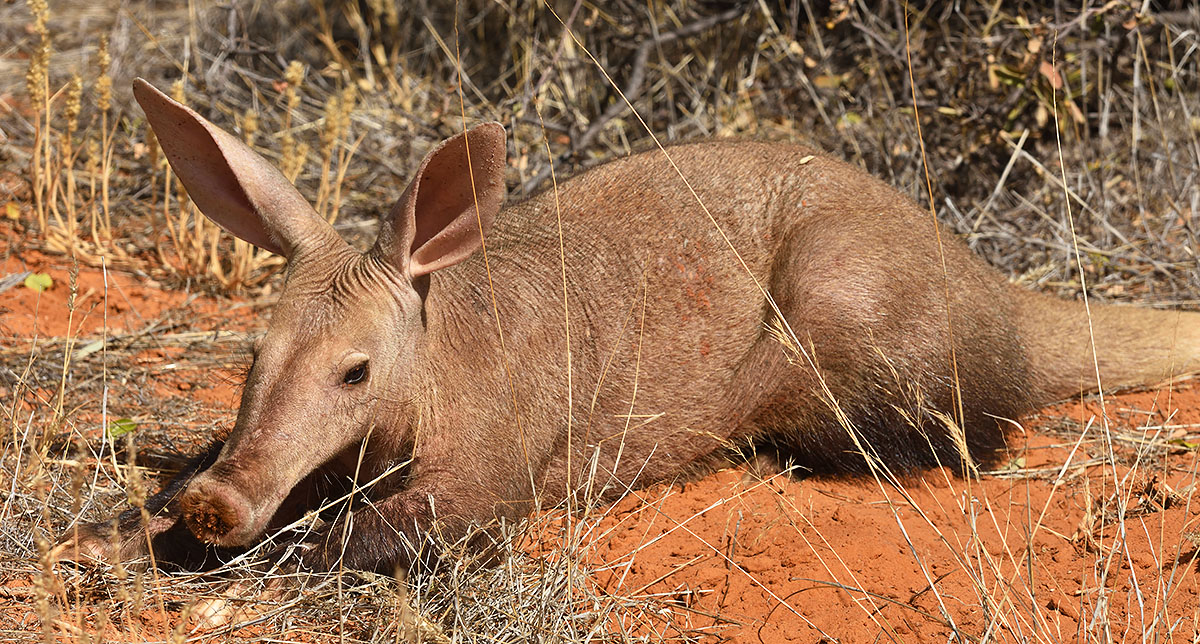 Photo of a male Aardvark (Orycteropus afer) Aardvark (Orycteropus afer) in South Africa