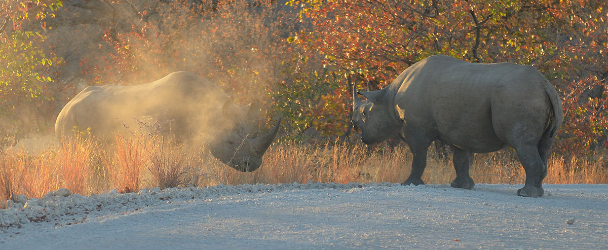 Pair of Black Rhinos (Diceros bicornis) courting