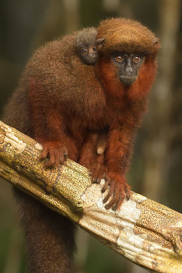 Brown Titi Monkey (Callicebus brunneus ) and baby