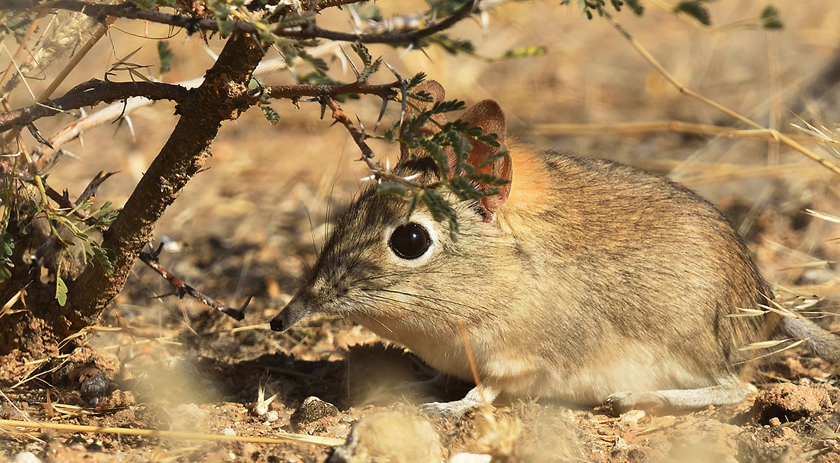 Bushfeld Elephant-shrew (Elephantulus intufi) hiding under a bush