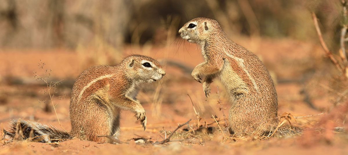 Photo of Ground Squirrels (Xerus inauris) in the Kgalagadi Ground Squirrels (Xerus inauris) in South Africa