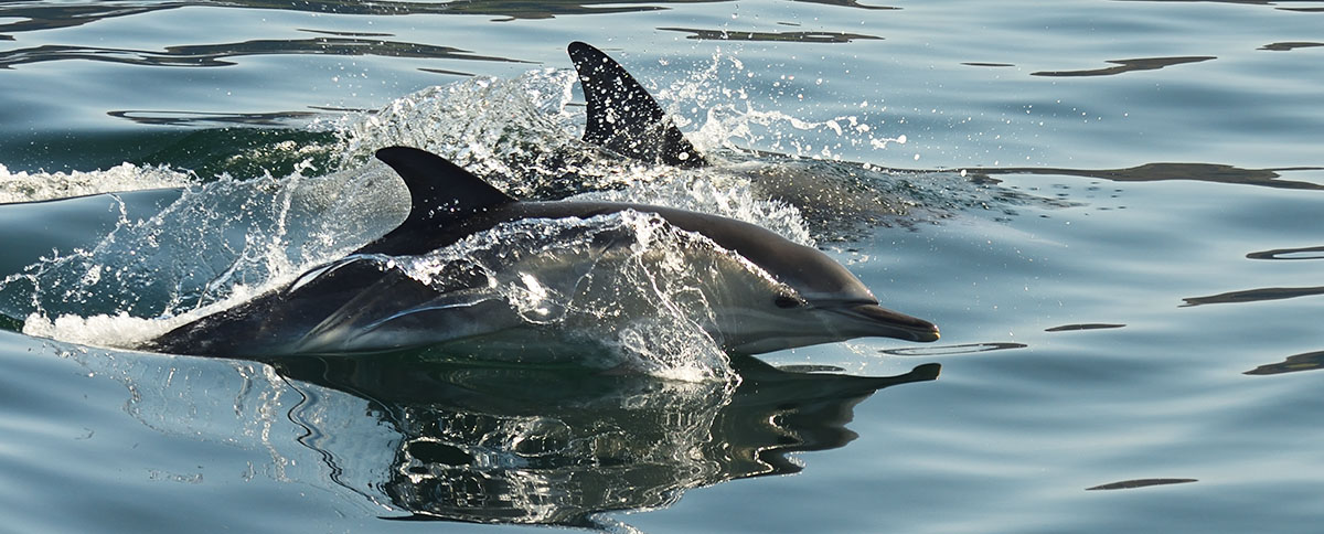 Photo of Common Dolphins (Delphinus delphis) leaping Common Dolphins (Delphinus delphis) in Scotland
