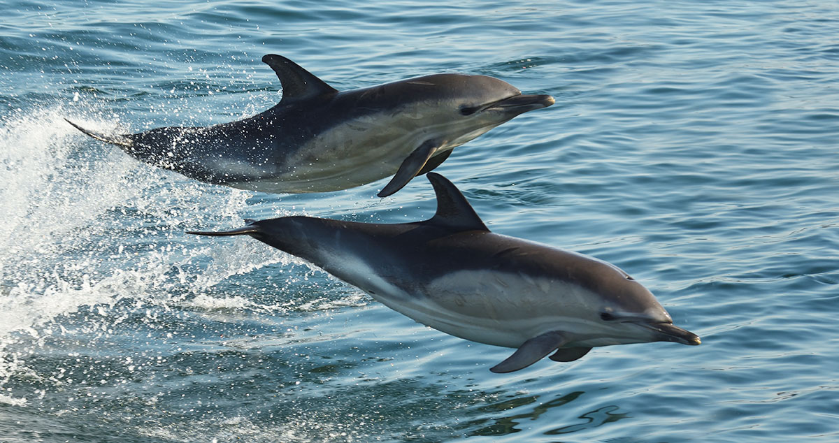 Photo of Common Dolphins (Delphinus delphis) off the coast of Mull Common Dolphins (Delphinus delphis) leaping
