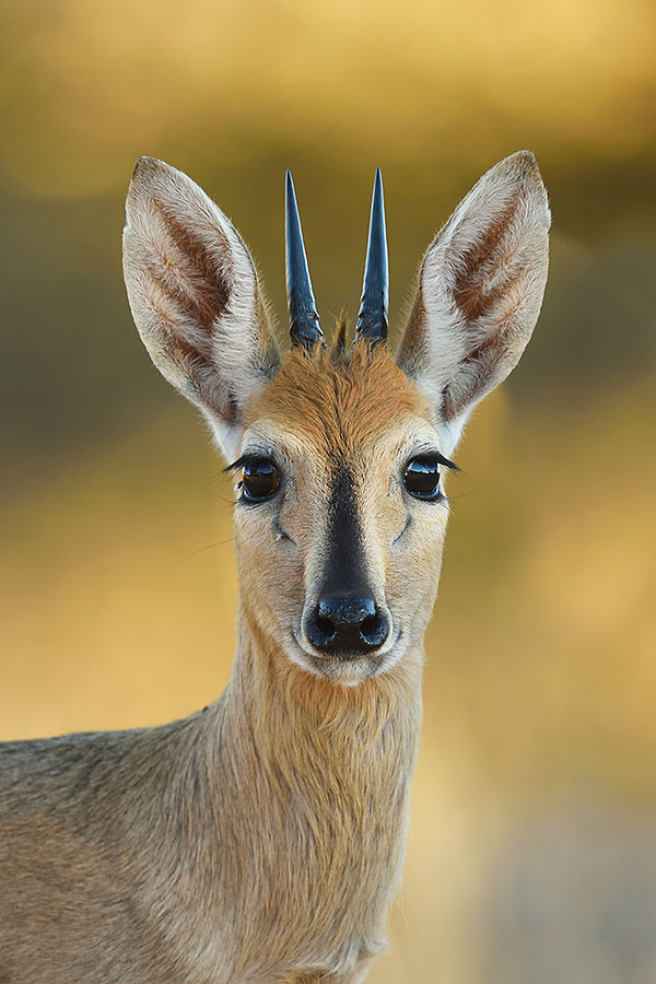 Common Duiker (Sylvicapra grimmia) in Witsand Nature Reserve