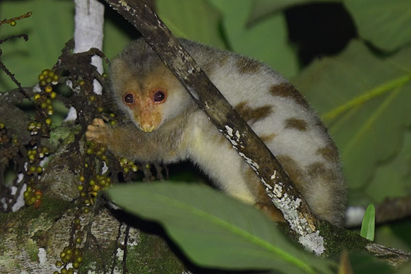 Common Spotted Cuscus (Spilocuscus maculatus) in the forest of Papua