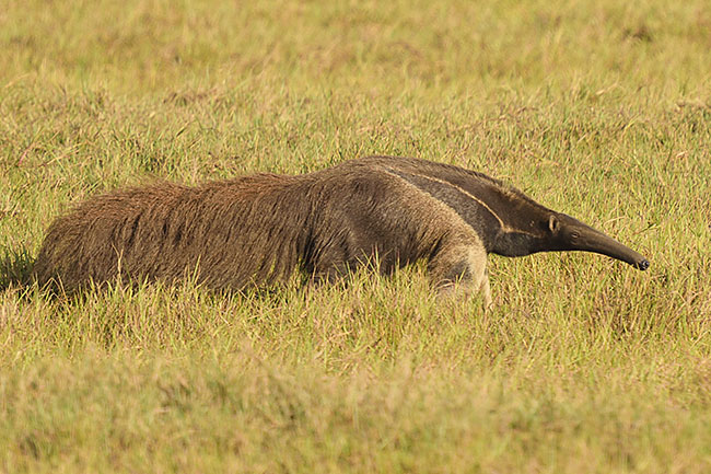 Giant Anteater (Myrmecophaga tridactyla) roaming