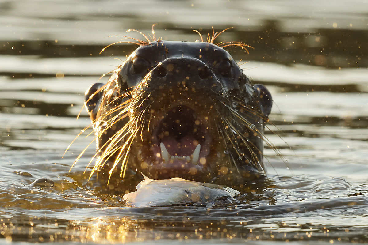 Photo of an Andean Condor (Vultur gryphus) up close Male Andean Condor (Vultur gryphus) close-up