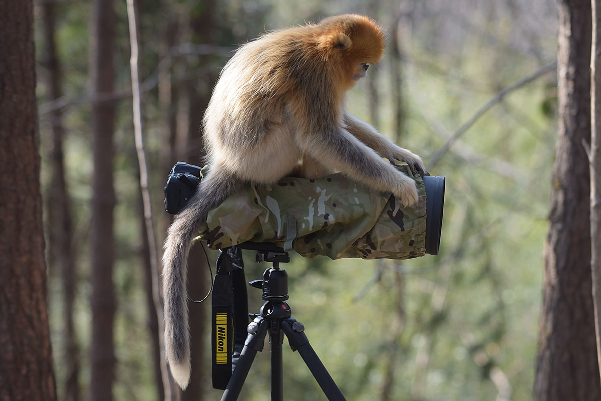 Golden Snub-nosed Monkey (Rhinopithecus roxellana)on my camera Golden Snub-nosed Monkey on a camera (Rhinopithecus roxellana)