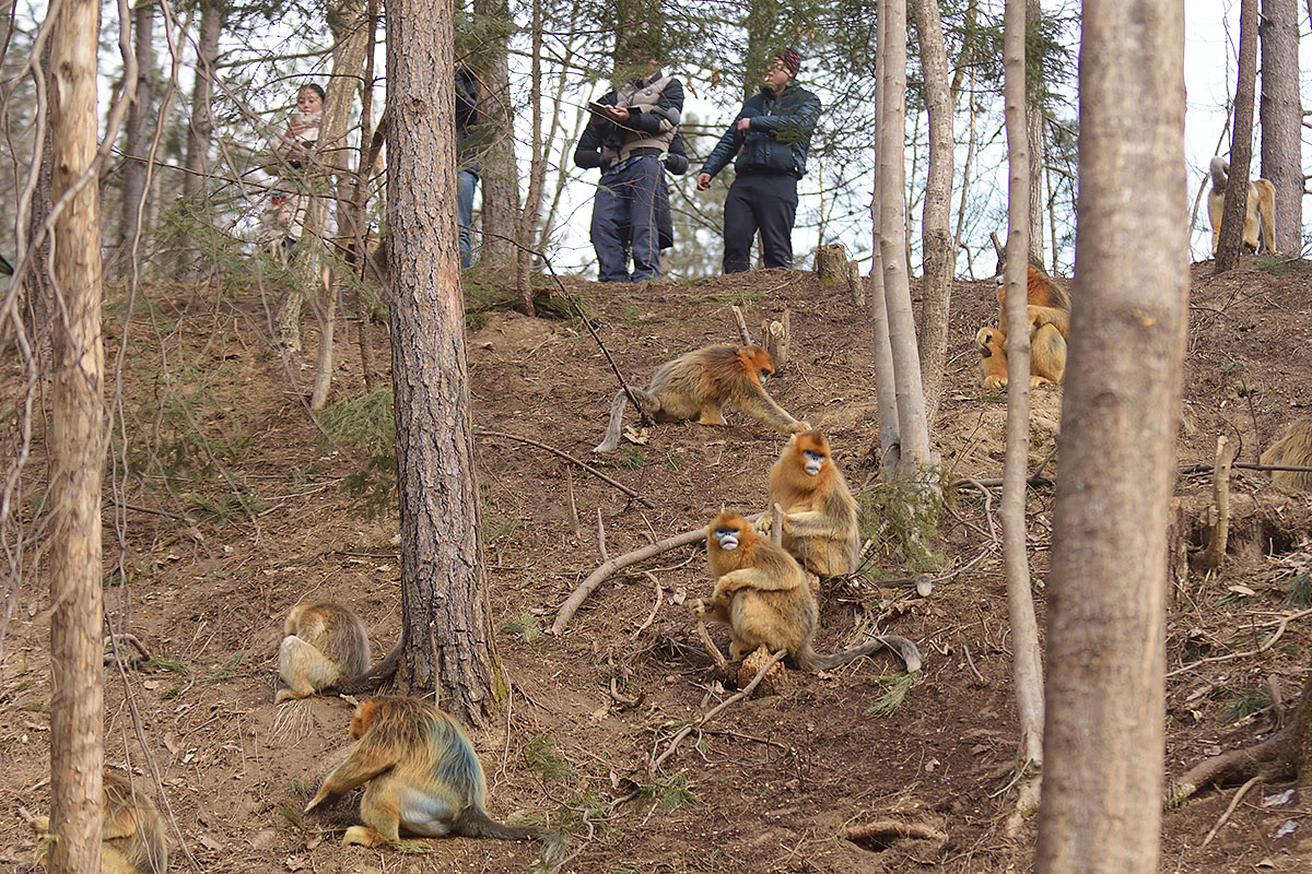 Golden Snub-nosed Monkeys (Rhinopithecus roxellana)on my at research centre Golden Snub-nosed Monkeys being studied (Rhinopithecus roxellana)