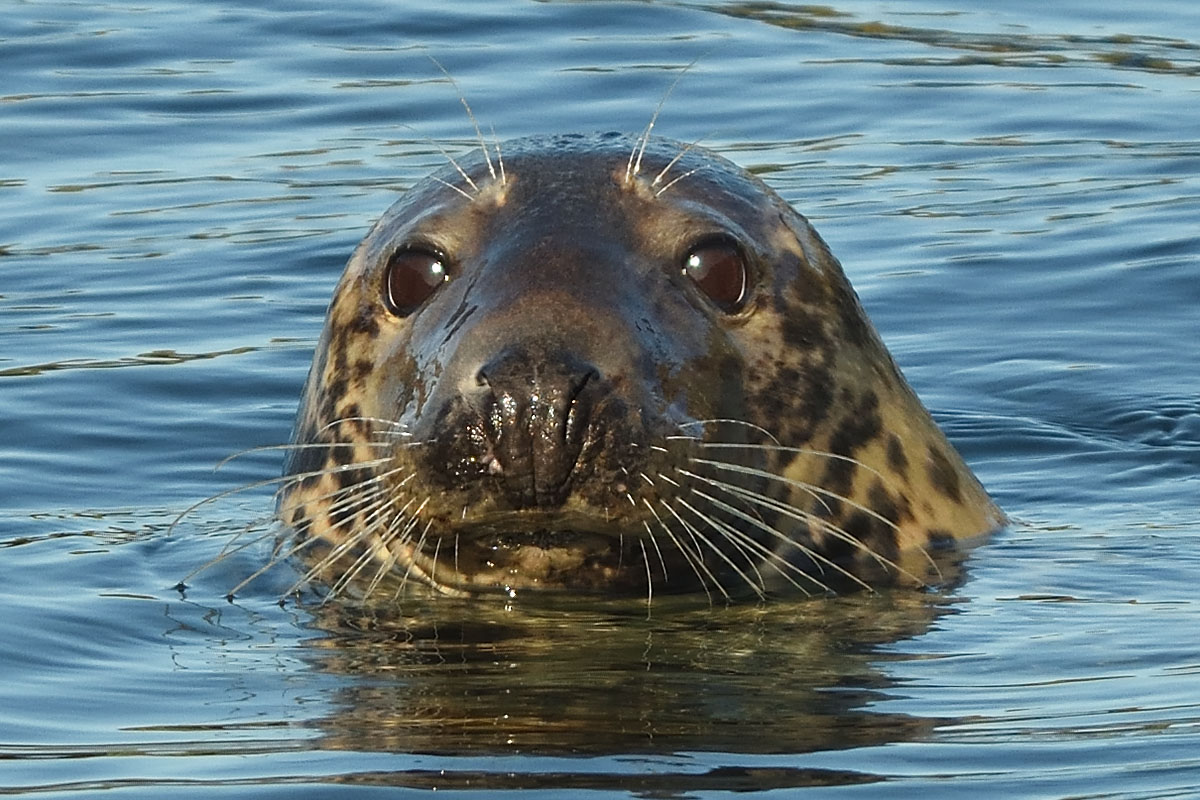 Grey Seal (Halichoerus grypus) in Scotland