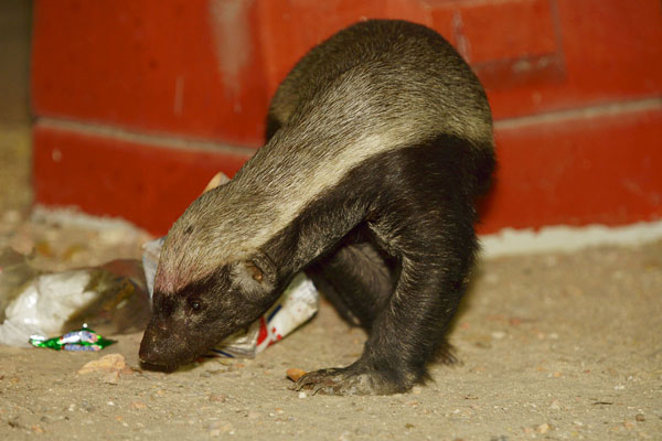 Honey Badger (Mellivora capensis) raiding bins