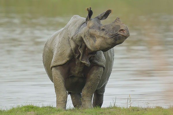 Photo of an Indian Rhinoceros (Rhinoceros unicornis) after bathing Indian One-horned Rhinoceros (Rhinoceros unicornis)