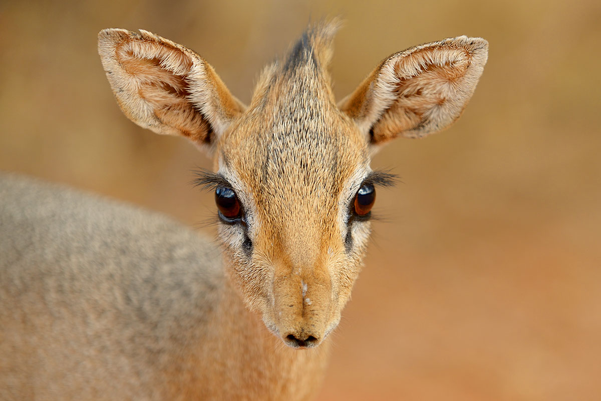 Kirk’s Dik-dik (Madoqua kirkii) in Etosha National Park