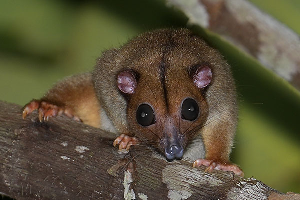 Lowland Ringtail Possum (Pseudochirulus canescens) in the forest of Papua