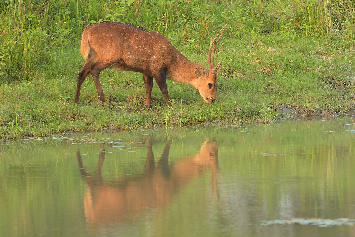 Photo of an Indian hog deer (Hyelaphus porcinus) Male Indian hog deer (Hyelaphus porcinus)