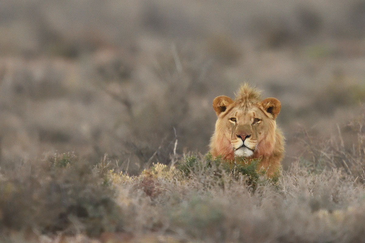 Male lion (Panthera leo) in Karoo National Park