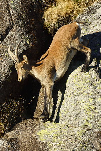 Spanish Ibex (Capra pyrenaica) in the Sierra de Gredos