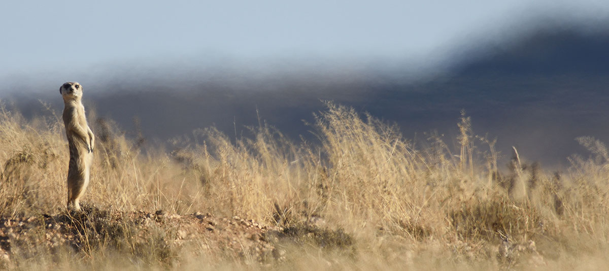 Photo of a Meerkat (Suricata suricatta) on guard duty Meerkat (Suricata suricatta) in South Africa