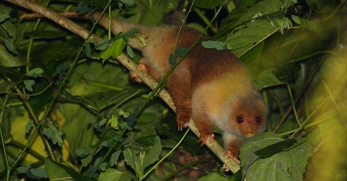Common Spotted Cuscus (Spilocuscus maculatus) in the forest of Papua