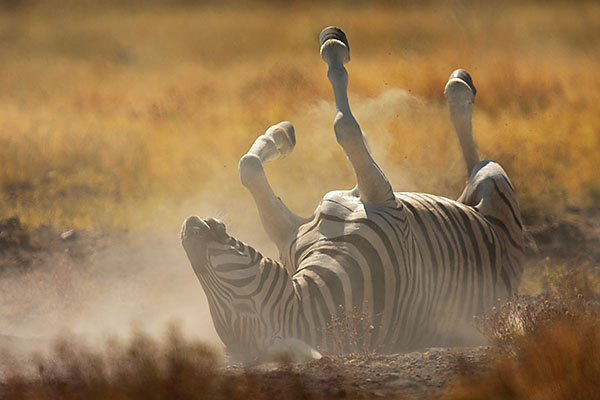 plains zebra (Equus quagga) rolling in the dust