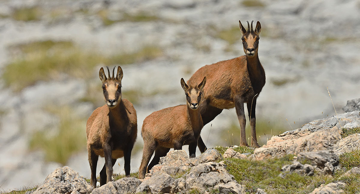 Photo of Chamois (Rupicapra pyrenaica) in the Picos de Europa Pyrenean Chamois (Rupicapra pyrenaica) in the Spanish Mountains