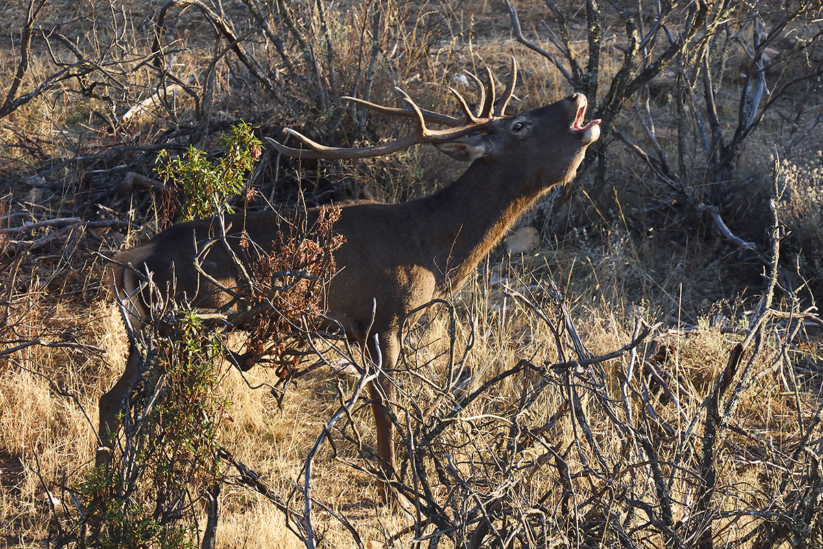 Red Deer stag (Cervus elaphus) in southern Spain Red Deer stag (Cervus elaphus) calling