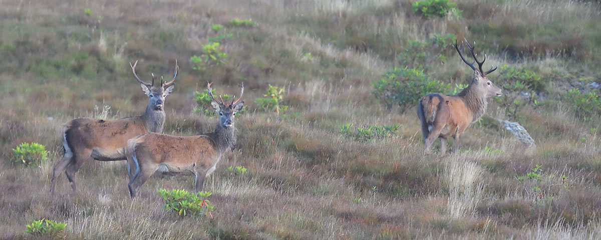 Red Deer Stags (Cervus elaphus) on Mull Male Red Deer