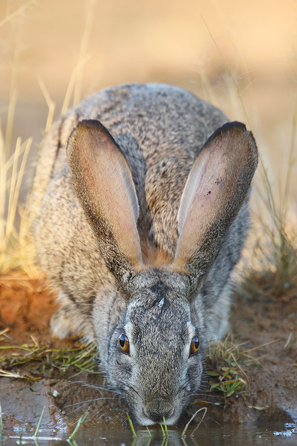 Scrub Hare (Lepus saxatilis) in Witsand Nature Reserve