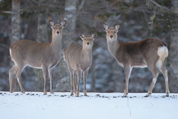 Photo of Sika Deer (Cervus nippon) on hokkaido Sika Deer (Cervus nippon) feeding at dusk